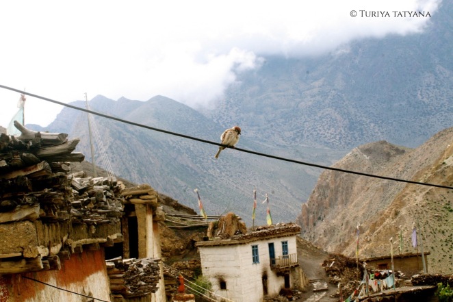 Nepal - Jharkot - Bird